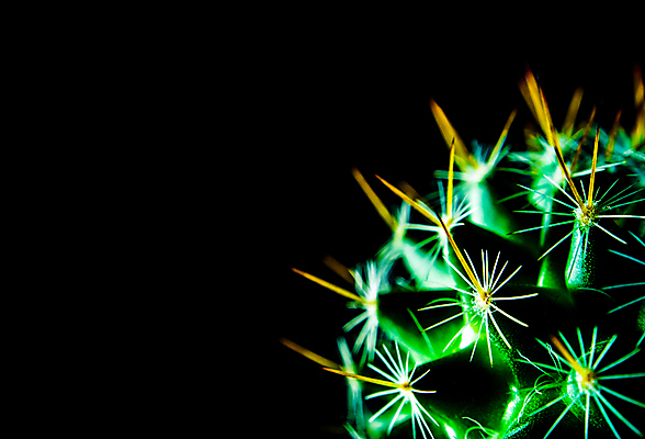 포토 JPG 해외이미지 검은배경 선인장 실내 근접촬영 사람없음 가시 날카로움 해외포토 식물 뷰포인트 백그라운드 내부 검은색 파일형식 이미지허브