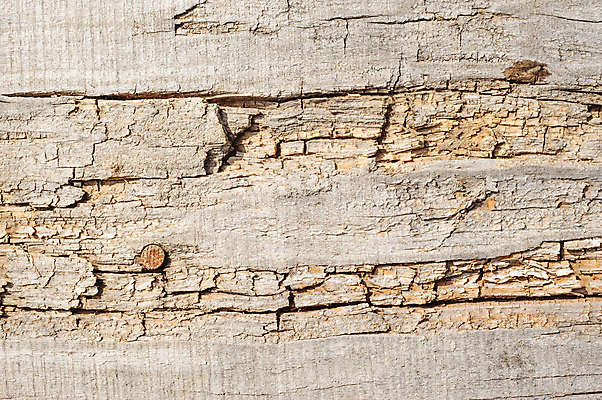 포토 JPG 해외이미지 디자인 벽 백그라운드 패턴 자연 표면 추상 바닥 사람없음 목재 빛 갈색 수확 신선 소나무 판넬 거친 널 낟알 묘사 유기농 질감 매듭 내추럴 그런지 수목 옛날 해외포토 나무 웰빙 컬러 무늬 농업 재료 생태계 파일형식 이미지허브