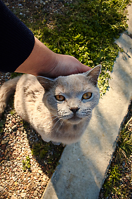 포토 JPG 해외이미지 동물 1 손 얼굴 백그라운드 포유류 자연 휴식 주택 털 사랑 사람없음 빛 반려동물 컬러풀 태양 고양이 침묵 회색 매트 흰색 잠 입 작음 모피 솜털 조작 타격 안락 해외포토 자연요소 감정 컬러 컨셉 모션 건물 신체부위 소리 크기 생태계 파일형식 이미지허브