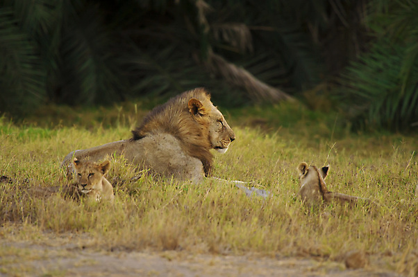 포토 JPG 해외이미지 동물 남자 야생동물 새끼 포유류 아프리카 자연 국립공원 사람없음 고양이 황무지 사자 사파리 육식동물 사냥꾼 케냐 사자자리 내추럴 사바나 해외포토 직업 공원 나라 사람 반려동물 별자리 생태계 파일형식 이미지허브
