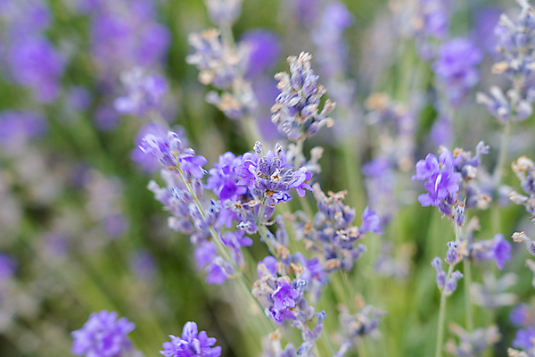포토 JPG 해외이미지 주간 사람없음 야외 보라색 프랑스 라벤더 프로방스 해외포토 자연요소 꽃 유럽 컬러 허브 파일형식 이미지허브