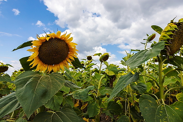 포토 JPG 해외이미지 주간 줄기 잎 꽃밭 하늘 해바라기 사람없음 야외 해외포토 자연요소 식물 꽃 파일형식 이미지허브