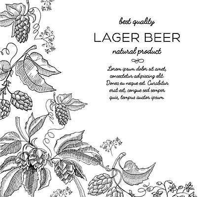 EPS 해외이미지 디자인 잎 일러스트 재료 맥주 사람없음 나뭇가지 스케치 홉 해외일러스트 나무 식물 주류 미술 파일형식 벡터 이미지허브