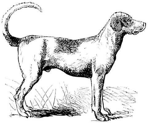 EPS 해외이미지 일러스트 사람없음 빈티지 하운드 판화 해외일러스트 컨셉 미술 개 파일형식 벡터 이미지허브