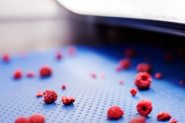 포토 JPG 해외이미지 공장 사람없음 아웃포커스 냉동 기계 제조 산딸기 식품공장 냉동식품 해외포토 음식 과일 공업 촬영기법 파일형식 이미지허브