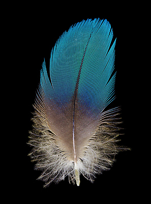 포토 JPG 해외이미지 백그라운드 날개 조류 사람없음 파란색 컬러풀 검은색 흰색 심볼 깃털 오브젝트 싱글 앵무새 부드러움 고립 단아함 터키석 해외포토 동물 컬러 감각 보석 파일형식 이미지허브