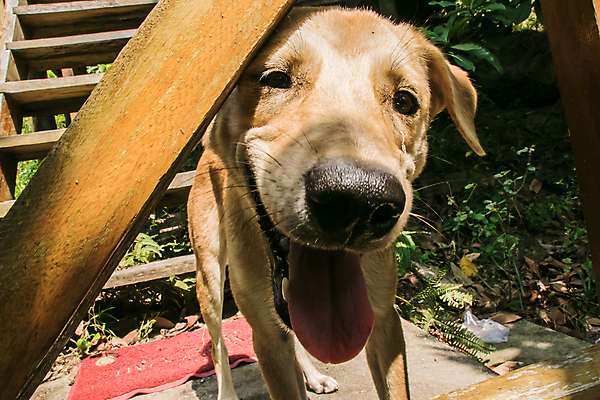 포토 JPG 해외이미지 동물 행복 장난 자연 미소 사람없음 반려동물 갈색 귀여움 우정 기쁨 개 달콤 호기심 캄보디아 해외포토 감정 아시아 컬러 컨셉 포유류 표정 친구 맛 생태계 파일형식 이미지허브