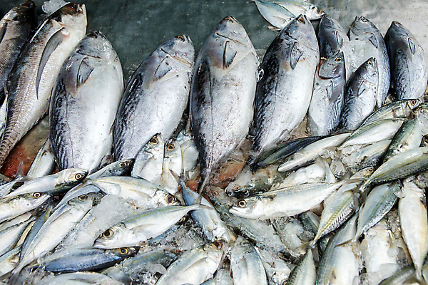 포토 JPG 해외이미지 동물 음식 바다 백그라운드 재료 자연 낚시 건강 육류 어류 요리 사람없음 빨간색 물 파란색 판매 세일 쌓기 상점 냉동 식사 저녁식사 추위 지성 흰색 신선 잡기 시장 은색 상품 해산물 준비 날것 지역 단백질 소금물 해외포토 자연요소 컬러 식재료 모션 레저 수중동물 생태계 영양소 파일형식 이미지허브