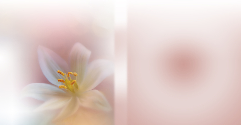 포토 JPG 해외이미지 식물 배너 꽃 결혼 백그라운드 꽃무늬 일러스트 자연 추상 휴가 새로움 기념 프레임 선물 사랑 미술 사람없음 장식 뷰티 낭만 덮개 벚꽃 축하 인사 신용카드 편지 메뉴 질감 엽서 캔버스 초대 내추럴 파스텔톤 포장소품 국경 해외일러스트 감정 컬러 컨셉 무늬 포장 문화예술 이벤트 금융 뚜껑 예절 오브젝트 생태계 포장재료 파일형식 이미지허브