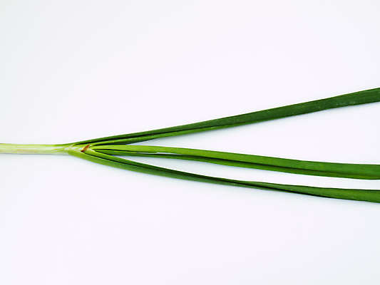 포토 JPG 해외이미지 식물 음식 백그라운드 잎 농업 다이어트 채소 재료 건강 마늘 요리 동양인 사람없음 초록색 식사 중국 흰색 신선 닫기 다발 먹기 허브 향신료 흰배경 유기농 질감 날것 향기 냄새 부추 내추럴 쪽파 고립 식용 채식주의자 해외포토 웰빙 산업 아시아 컬러 모션 인종 채식 파 향미료 파일형식 이미지허브