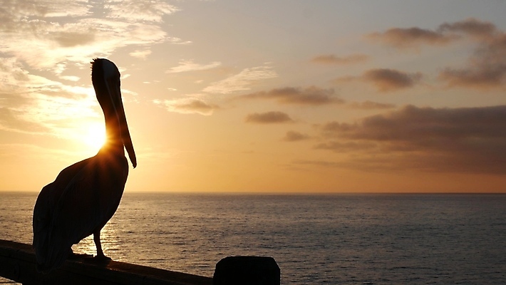 포토 JPG 해외이미지 주간 구름 한마리 해외풍경 실루엣 바다 하늘 사람없음 야외 태양 노을 미국 펠리컨 캘리포니아 수평선 해외포토 자연요소 1 해외 북아메리카 조류 촬영기법 풍경 파일형식 이미지허브