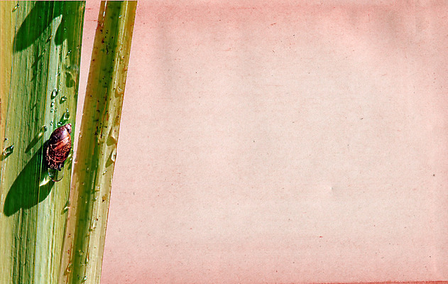 포토 JPG 해외이미지 주간 한마리 잎 그림자 사람없음 야외 물방울 기어가기 분홍색배경 해외포토 자연요소 식물 1 분홍색 백그라운드 모션 파일형식 이미지허브