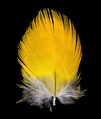 포토 JPG 해외이미지 백그라운드 날개 조류 사람없음 컬러풀 노란색 검은색 흰색 심볼 깃털 오브젝트 싱글 앵무새 부드러움 고립 단아함 해외포토 동물 컬러 감각 파일형식 이미지허브