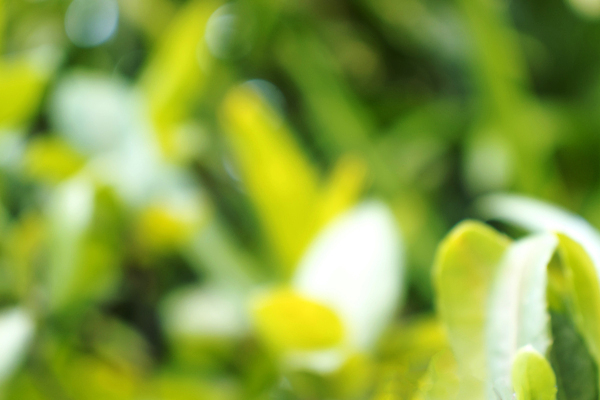 포토 JPG 해외이미지 나무 식물 디자인 계절 공원 꽃 백그라운드 컨셉 잎 패턴 자연 벽지 추상 프레임 잔디 사람없음 초록색 빛 컬러풀 햇빛 태양 뷰티 우주 정원 맑음 봄 흰색 원형 소프트포커스 숲 질감 보케 부드러움 내추럴 광 블러 효과 해외포토 자연요소 도형 공공시설 컬러 무늬 날씨 촬영기법 감각 생태계 파일형식 이미지허브