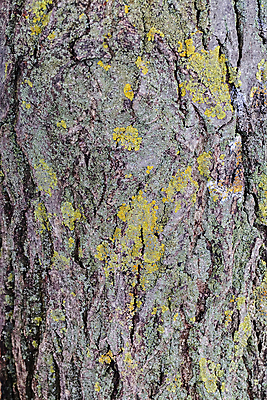 포토 JPG 해외이미지 나무 계절 공원 여행 잎 자연 산 이끼 사람없음 야외 초록색 빛 노란색 환경 낭만 껍질 황금 숲 속도 질감 나무껍질 내추럴 전국 해외포토 식물 공공시설 컬러 컨셉 생태계 파일형식 이미지허브