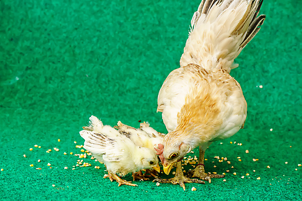 포토 JPG 해외이미지 나무 동물 음식 포즈 백그라운드 농업 자연 병아리 육류 사람없음 야외 농장 갈색 머리 쌓기 계란 치킨 가축 흰색 시골 둥지 볏짚 먹이 먹기 깃털 위치 부화 말레이시아 내추럴 밭일 수목 수유 암탉 인공 해외포토 식물 산업 아시아 컬러 식재료 모션 조류 신체부위 알 닭 짚 암컷 생태계 닭고기요리 파일형식 이미지허브