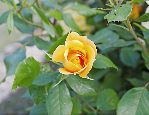 포토 JPG 해외이미지 식물 계절 꽃잎 꽃 줄기 꽃다발 백그라운드 잎 꽃무늬 패턴 자연 휴가 발렌타인데이 선물 사랑 사람없음 장식 초록색 뷰티 장미 노란색 봄 낭만 벚꽃 흰색 신선 심볼 오브젝트 싱글 열정 내추럴 고립 해외포토 감정 컬러 컨셉 무늬 데이이벤트 생태계 파일형식 이미지허브