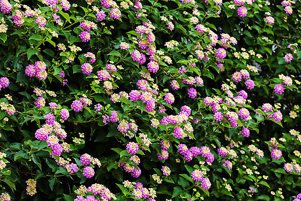 포토 JPG 해외이미지 나무 식물 디자인 계절 공원 꽃잎 꽃 벽 백그라운드 잎 꽃무늬 패턴 자연 추상 사람없음 야외 초록색 컬러풀 뷰티 환경 봄 흰색 시골 신선 닫기 다발 지중해 그리스 묘사 질감 조경 쇼 내추럴 정중 해외포토 공공시설 유럽 바다 컬러 컨셉 무늬 모션 생태계 파일형식 이미지허브