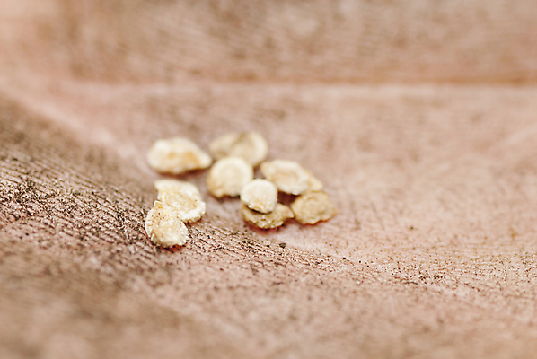 포토 JPG 해외이미지 식물 백인 전통 손 컨셉 농업 토마토 채소 손가락 자연 미래 새로움 건강 씨앗 사람 취미 사람없음 야외 농작물 정원 희망 흙 봄 잡기 작업 작음 묘사 시작 준비 유기농 원예 먼지 내추럴 땅바닥 밭일 조작 파종 세련 해외포토 서양인 웰빙 계절 감정 산업 모션 바닥 신체부위 농사 크기 생태계 파일형식 이미지허브