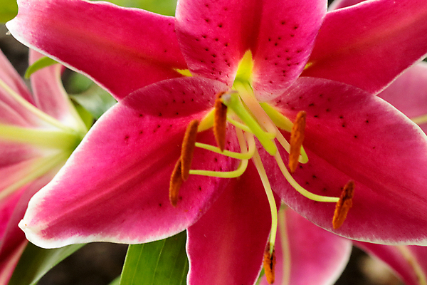 포토 JPG 해외이미지 식물 공원 꽃잎 꽃 분홍색 꽃다발 백그라운드 잎 꽃무늬 자연 벽지 사람없음 빨간색 초록색 컬러풀 뷰티 정원 봄 활발 벚꽃 흰색 신선 개화 닫기 소프트포커스 다발 원예 내추럴 생태학 해외포토 계절 공공시설 교육 컬러 컨셉 무늬 모션 촬영기법 취미 생태계 파일형식 이미지허브