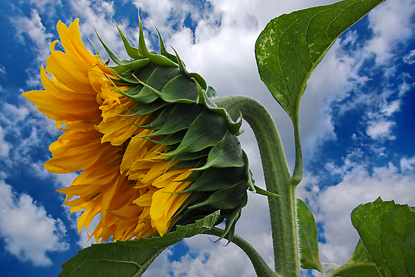 포토 JPG 해외이미지 주간 줄기 잎 하늘 해바라기 사람없음 야외 해외포토 자연요소 식물 꽃 파일형식 이미지허브