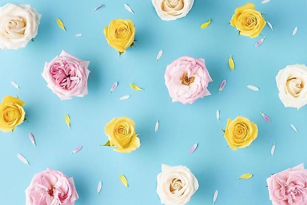 포토 JPG 해외이미지 꽃잎 꽃 실내 사람없음 하이앵글 파란배경 해외포토 식물 뷰포인트 백그라운드 내부 파란색 파일형식 이미지허브