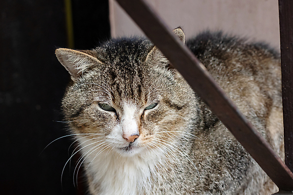 포토 JPG 해외이미지 동물 응시 얼굴 포유류 자연 거리 털 앉기 성인 사람없음 야외 울타리 반려동물 머리 고양이 회색 분노 도시 가난 버리기 타운 얼룩무늬 노숙자 숨기 옛날 혼자 해외포토 시선 감정 컬러 컨셉 무늬 모션 사람 신체부위 담장 생태계 파일형식 이미지허브