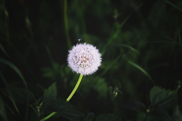 포토 JPG 해외이미지 꽃 백그라운드 추상 사람없음 초록색 해외포토 식물 컬러 무늬 파일형식 이미지허브