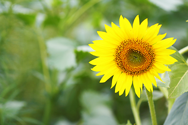 포토 JPG 해외이미지 주간 해바라기 풍경 사람없음 야외 아웃포커스 여름 해외포토 자연요소 계절 꽃 촬영기법 파일형식 이미지허브