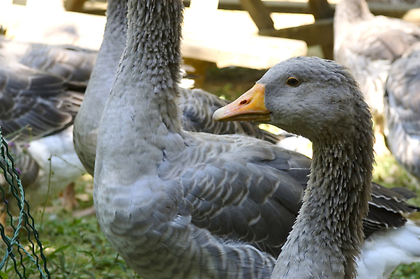 포토 JPG 해외이미지 동물 산업 회사 조류 사람없음 듣기 프랑스 시골 업무 깃털 간 지역 해외포토 유럽 비즈니스 모션 작업 장기_의학 파일형식 이미지허브