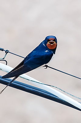 포토 JPG 해외이미지 동물 꽃 야생동물 선 포즈 곤충 백그라운드 날개 자연 조류 하늘 엄마 병아리 앉기 사람없음 야외 빨간색 파란색 컬러풀 환경 봄 분노 흰색 아기 오픈 입 배고픔 깃털 부리 자연백그라운드 철사 제비 내추럴 동물상 해외포토 식물 계절 감정 컬러 가족 모션 사람 신체부위 조형물 생태계 파일형식 이미지허브