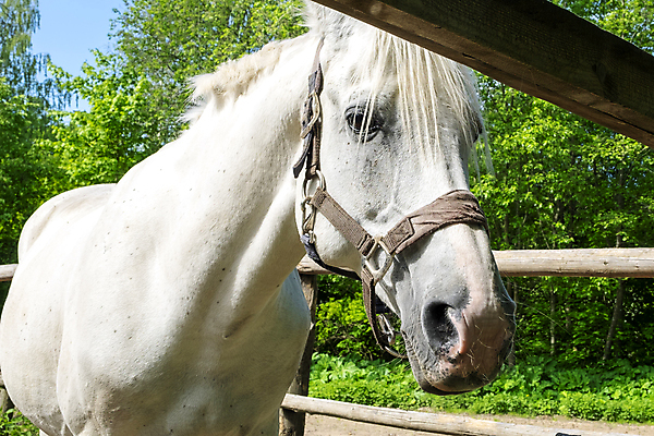 포토 JPG 해외이미지 동물 척추동물 한마리 1 포유류 자연 서기 사람없음 야외 가로 빛 울타리 반려동물 햇빛 농장 머리 가축 침묵 목장 흰색 농촌 시골 우아함 장면 갈기 굴레 기르기 대가리 방목장 밭일 초식 해외포토 컬러 컨셉 농업 모션 신체부위 담장 태양 소리 생태계 돌봄 파일형식 이미지허브