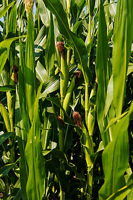 포토 JPG 해외이미지 식물 문화 음식 줄기 백그라운드 잎 밭 농업 채소 재료 자연 옥수수 사람없음 야외 초록색 농장 머리 환경 정원 성장 시골 신선 작음 유기농 날것 장면 채식주의자 해외포토 웰빙 산업 컬러 곡류 신체부위 크기 생태계 채식 파일형식 이미지허브