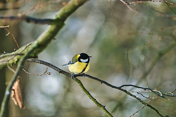 포토 JPG 해외이미지 나무 동물 1 유럽 야생동물 겨울 자연 조류 사람없음 야외 초록색 컬러풀 햇빛 노란색 맑음 검은색 숲 싱글 해외포토 식물 계절 나라 컬러 날씨 태양 생태계 파일형식 이미지허브