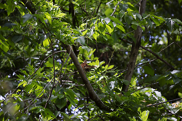 포토 JPG 해외이미지 동물 응시 야생동물 과학 백그라운드 날개 자연 조류 생물 앉기 풍경 사람없음 야외 가로 초록색 갈색 환경 미국 다양 나뭇가지 보호 작음 깃털 생물학 부리 장면 철새 리빙 계산서 내추럴 동물상 생태학 그리너리 해외포토 나무 시선 교육 컬러 다수 컨셉 북아메리카 모션 조형물 크기 생태계 파일형식 트랜드컬러 이미지허브