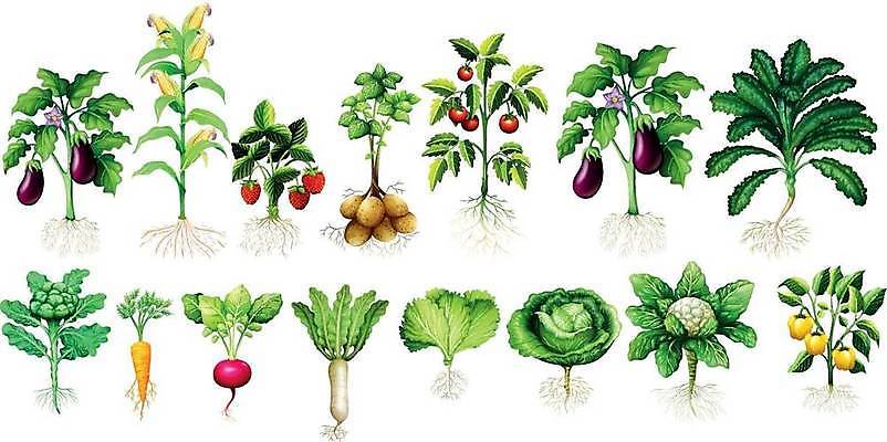 EPS 해외이미지 클립아트 식물 길 음식 백그라운드 다이어트 토마토 채소 일러스트 재료 자연 가지 양파 감자 파프리카 건강 옥수수 요리 미술 그래픽 초록색 버섯 당근 흰색 신선 상추 브로콜리 자르기 오브젝트 그림 유기농 클립 비타민 고립 총각무 케일 해외일러스트 웰빙 컬러 모션 문화예술 곡류 뿌리채소 무 생태계 영양소 파일형식 벡터 이미지허브
