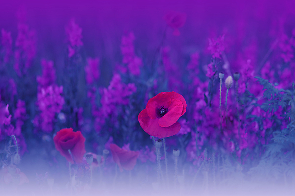 포토 JPG 해외이미지 식물 디자인 계절 꽃 백그라운드 꽃무늬 밭 자연 벽지 추상 따뜻함 미술 사람없음 야외 장식 빨간색 파란색 컬러풀 뷰티 평화 봄 활발 낭만 들꽃 수확 신선 개화 닫기 양귀비 내추럴 깊이 해외포토 컬러 컨셉 무늬 농업 모션 문화예술 생태계 파일형식 이미지허브