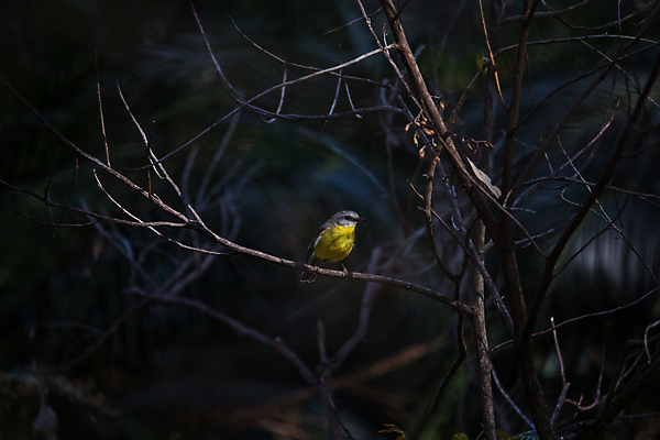 포토 JPG 해외이미지 나무 야생동물 백그라운드 자연 벽지 조류 사람없음 초록색 파란색 컬러풀 노란색 활발 탐험 나뭇가지 호주 작음 동쪽 해외포토 식물 동물 컬러 컨셉 오세아니아 크기 방향 생태계 파일형식 이미지허브