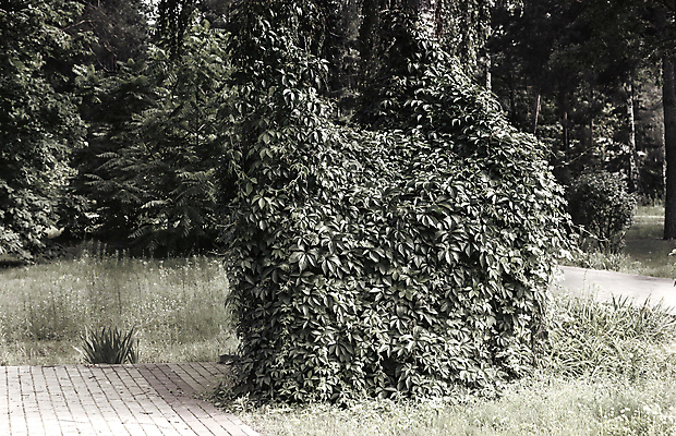 포토 JPG 해외이미지 나무 식물 계절 공원 낙엽 잎 자연 포도 사람없음 장식 세로 초록색 뷰티 환경 어둠 오픈 큼 질감 조경 포도나무 아이비 내추럴 벨로루시 총쏘기 해외포토 공공시설 컬러 과일 모션 크기 과일나무 생태계 파일형식 이미지허브