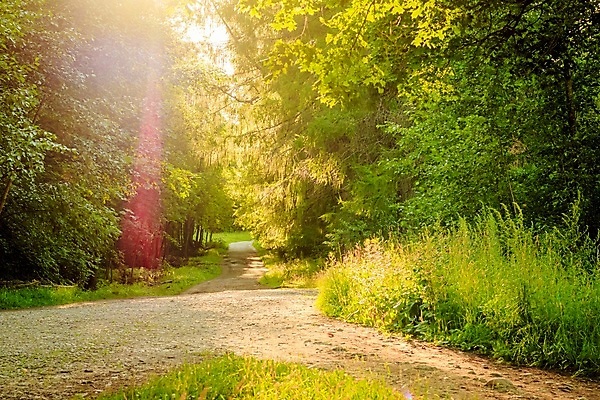 포토 JPG 해외이미지 나무 계절 공원 도로 길 여행 백그라운드 잎 벤치 건축양식 자연 휴식 거리 사람 풍경 잔디 초원 사람없음 야외 목재 초록색 여름 빛 태양 환경 정원 봄 산책 가을 나뭇가지 도시 숲 오솔길 러시아 내추럴 방법 안락 해외포토 자연요소 식물 공공시설 건축 유럽 컬러 컨셉 의자 재료 교통시설 생태계 파일형식 이미지허브