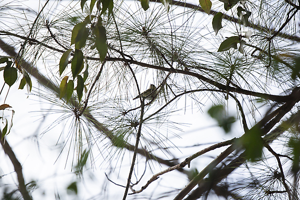 포토 JPG 해외이미지 동물 척추동물 응시 야생동물 과학 백그라운드 날개 자연 조류 하늘 날씨 생물 사람없음 야외 가로 초록색 뷰티 환경 다양 성장 흰색 소나무 바늘 황무지 보호 작음 깃털 올리브 생물학 부리 리빙 흐림 계산서 내추럴 동물상 생태학 그리너리 해외포토 나무 시선 교육 열매 컬러 다수 컨셉 조형물 도구 크기 생태계 파일형식 트랜드컬러 이미지허브