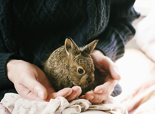 포토 JPG 해외이미지 한마리 손 여자 실내 한명 앉기 상반신 앞모습 옆모습 신체부위 반려동물 갈색 이불 토끼 감싸기 성인여자한명만 놓기 해외포토 동물 1 뷰포인트 컬러 포유류 침구 모션 사람 내부 여자한명만 성인여자만 파일형식 이미지허브