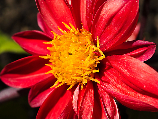 포토 JPG 해외이미지 식물 디자인 공원 꽃잎 꽃 줄기 분홍색 꽃다발 꽃무늬 밭 자연 풍경 이벤트 초원 사람없음 야외 장식 빨간색 초록색 여름 컬러풀 뷰티 환경 정원 보라색 봄 벚꽃 시골 개화 우아함 원예 질감 화단 꽃가루 내추럴 강렬 파스텔톤 해외포토 계절 공공시설 컬러 컨셉 무늬 농업 취미 가루 생태계 파일형식 이미지허브