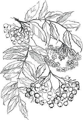 EPS 해외이미지 나무 식물 계절 열매 꽃 야생동물 백그라운드 잎 꽃무늬 패턴 일러스트 자연 흑백 그래픽 장식 펜 정원 검은색 흰색 나뭇가지 원형 스케치 그림 생물학 판화 핸드메이드 해외일러스트 도형 동물 교육 컬러 무늬 촬영기법 미술 필기구 생태계 파일형식 벡터 이미지허브