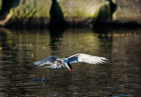 포토 JPG 해외이미지 동물 호수 야생동물 바다 포즈 날개 자연 조류 낚시 어류 어업 사람없음 야외 물 파란색 강 뷰티 검은색 회색 흰색 잡기 자신감 깃털 속도 다이빙 부리 사냥꾼 계산서 곡예사 동물상 해외포토 자연요소 직업 감정 산업 컬러 모션 레저 조형물 수영 수중동물 생태계 수중스포츠 파일형식 이미지허브