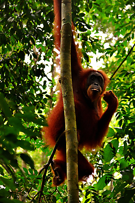 포토 JPG 해외이미지 나무 동물 응시 여자 남자 아시아 얼굴 야생동물 오렌지 포유류 청소년 자연 엄마 동물원 종류 사람없음 갈색 원숭이 표현 아기 숲 열대우림 먹기 인도네시아 멸종 유인원 원시시대 말레이시아 배려 해외포토 식물 시선 나라 컬러 과일 가족 모션 사람 신체부위 역사 생태계 파일형식 이미지허브