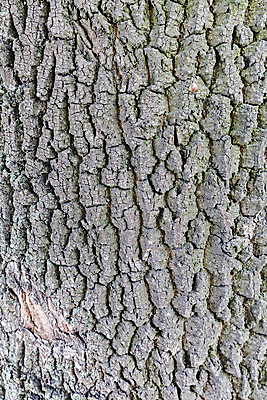 포토 JPG 해외이미지 나무 계절 공원 여행 잎 자연 산 이끼 사람없음 야외 초록색 빛 노란색 환경 낭만 껍질 황금 숲 묘사 속도 질감 나무껍질 내추럴 옛날 전국 해외포토 식물 공공시설 컬러 컨셉 생태계 파일형식 이미지허브