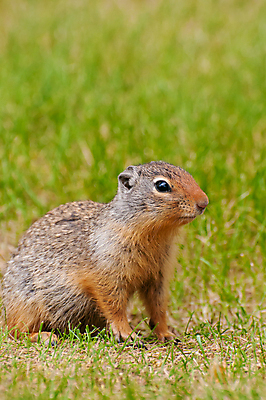 포토 JPG 해외이미지 동물 응시 공원 야생동물 자연 털 서기 사람없음 야외 초록색 갈색 우주 설치류 큼 모피 치수 그리너리 해외포토 시선 공공시설 컬러 모션 크기 생태계 파일형식 트랜드컬러 이미지허브