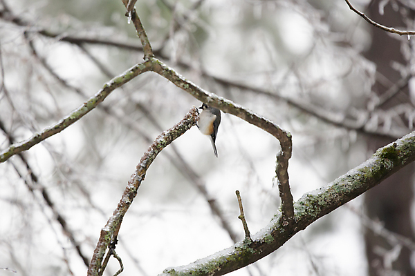 포토 JPG 해외이미지 나무 동물 척추동물 계절 야생동물 과학 겨울 날개 자연 조류 날씨 사람없음 야외 가로 환경 얼음 회색 다양 추위 보호 작음 깃털 생태계 생물학 부리 계산서 내추럴 동물상 생태학 해외포토 자연요소 식물 교육 컬러 다수 컨셉 조형물 크기 파일형식 이미지허브