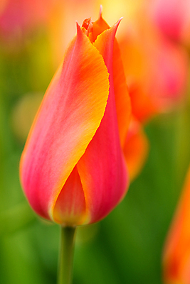 포토 JPG 해외이미지 식물 계절 꽃잎 꽃 줄기 백그라운드 잎 꽃무늬 오렌지 자연 벽지 사람없음 야외 빨간색 초록색 컬러풀 햇빛 뷰티 노란색 정원 봄 활발 튤립 성장 벚꽃 신선 네덜란드 잡종 내추럴 암스테르담 해외포토 유럽 컬러 컨셉 무늬 과일 태양 생태계 파일형식 이미지허브